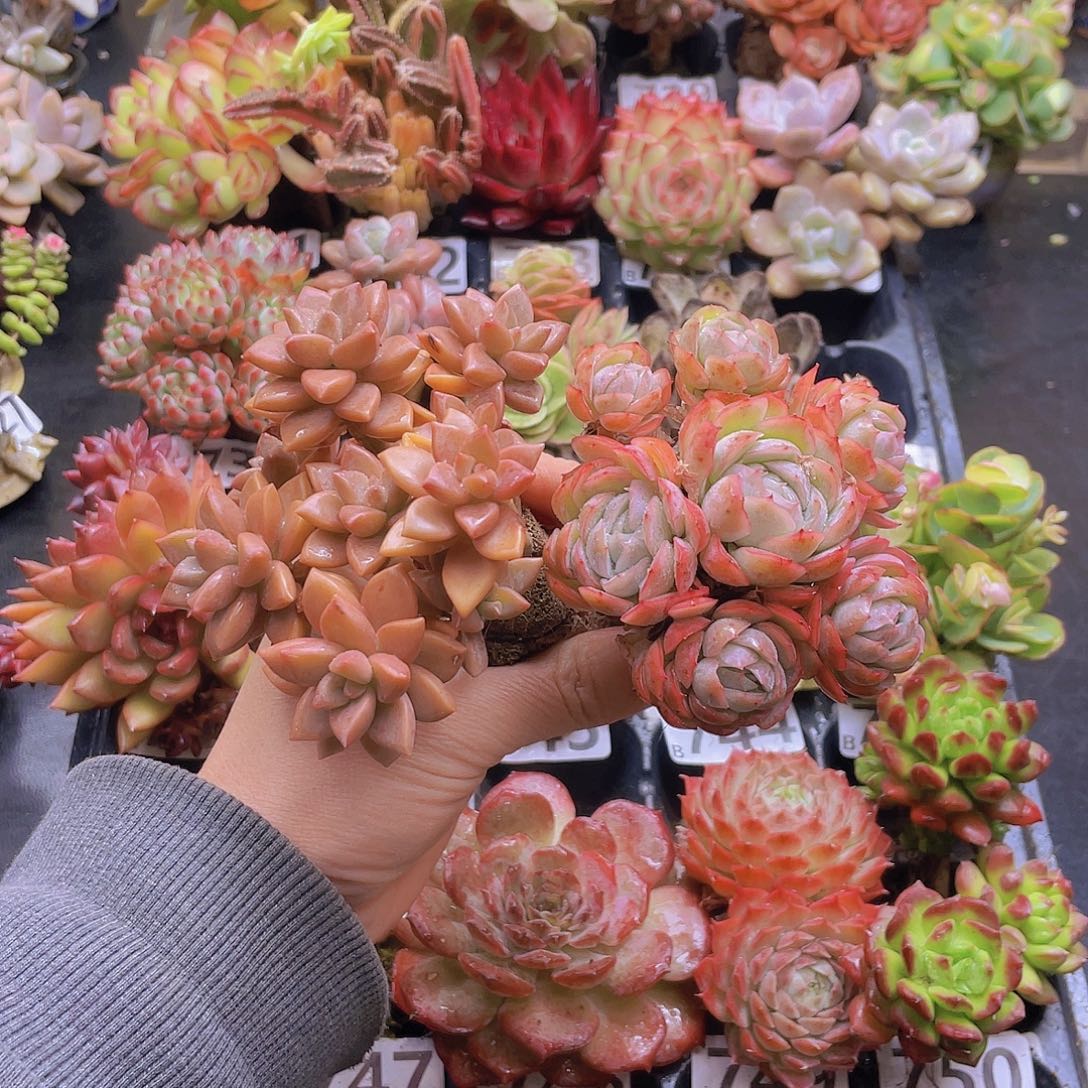 含***z花钱花钱花钱花钱花钱