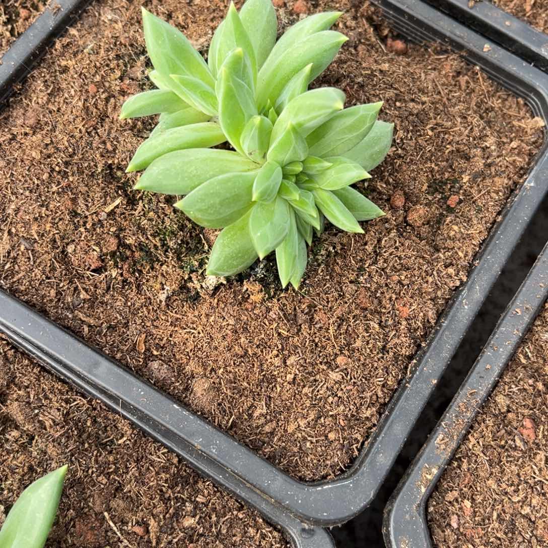 余***心多肉植物多肉植物