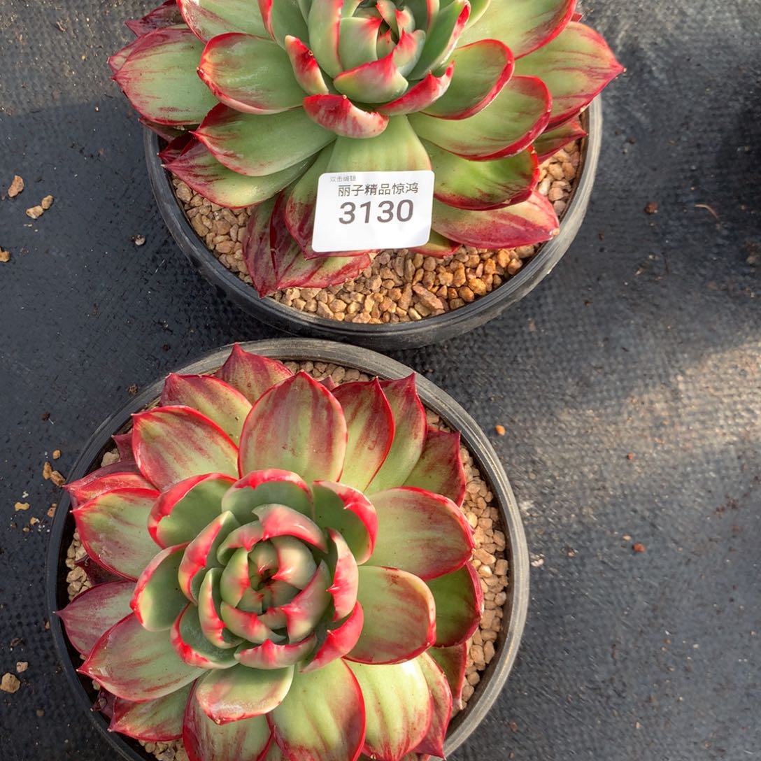 熊***销3130一物一拍15厘米起