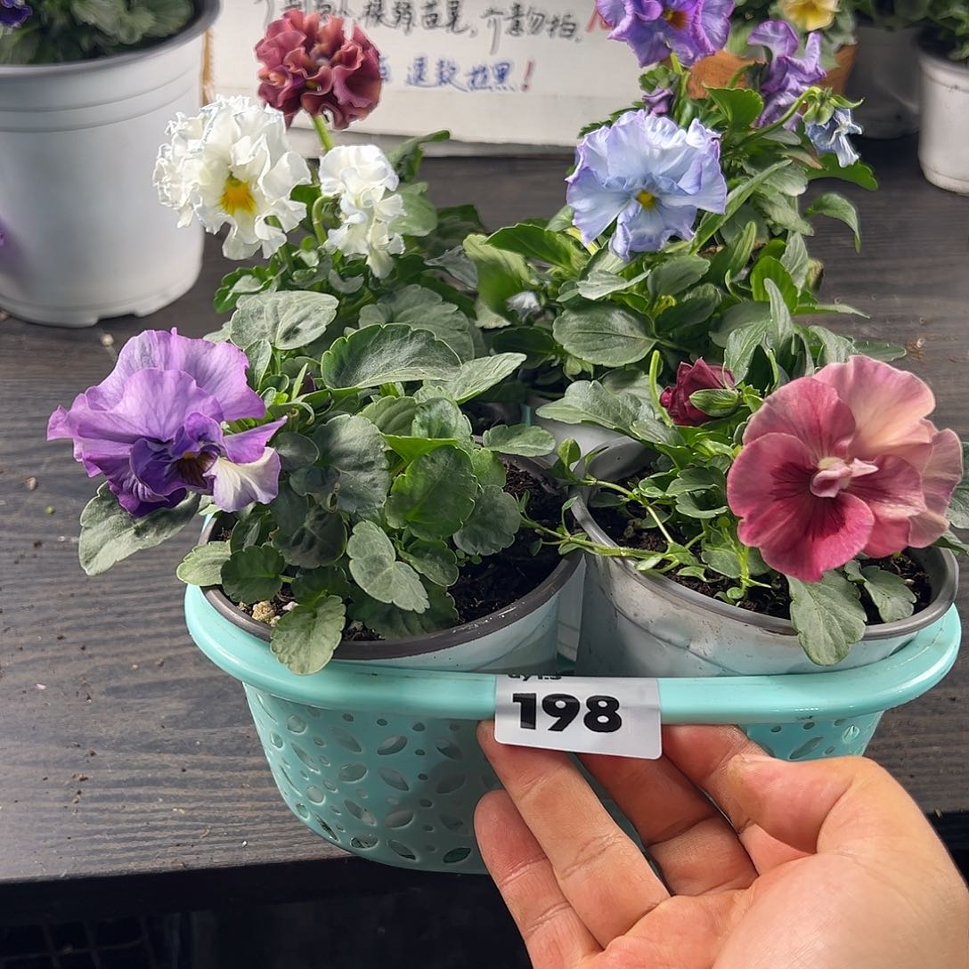 大部分花苞少量开放198号