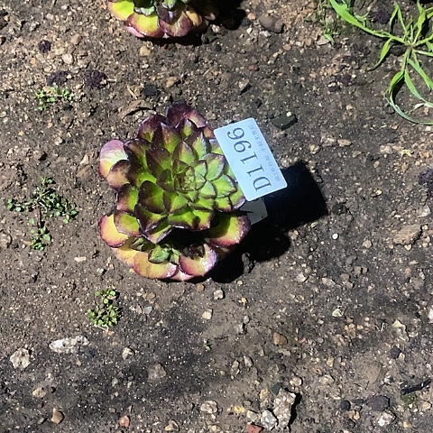 1196海王七彩多肉法师