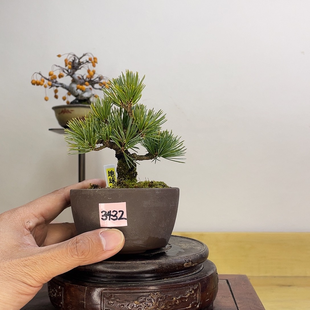 木本地球宝五针松盆栽
