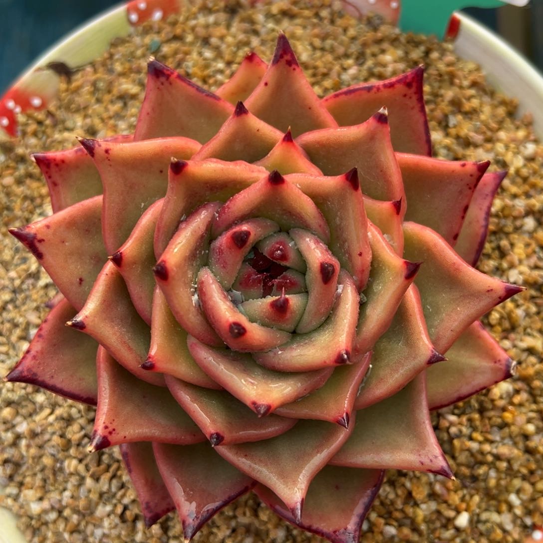 从前慢多肉精选编号0215.7