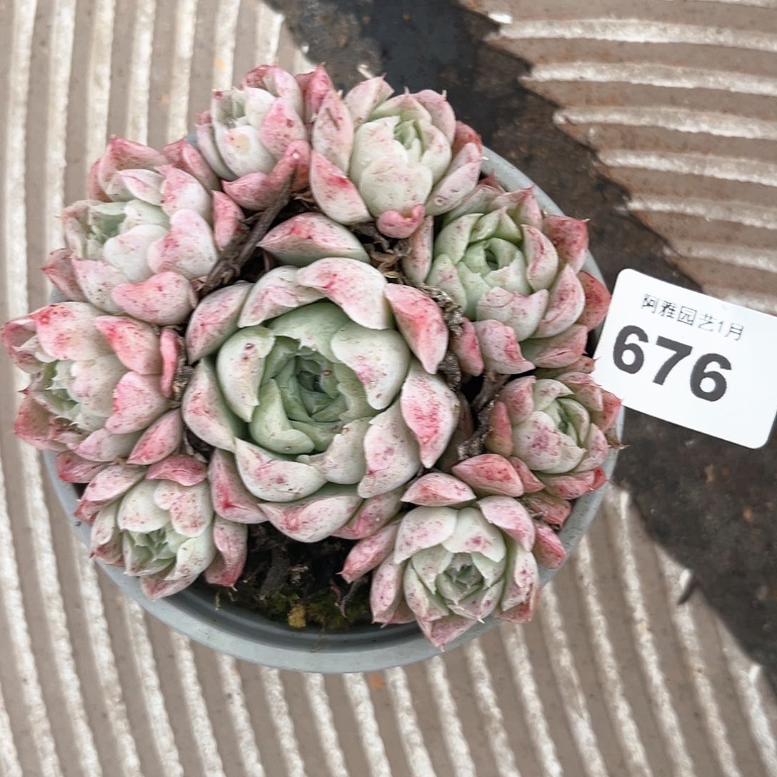 阿雅园艺。       676