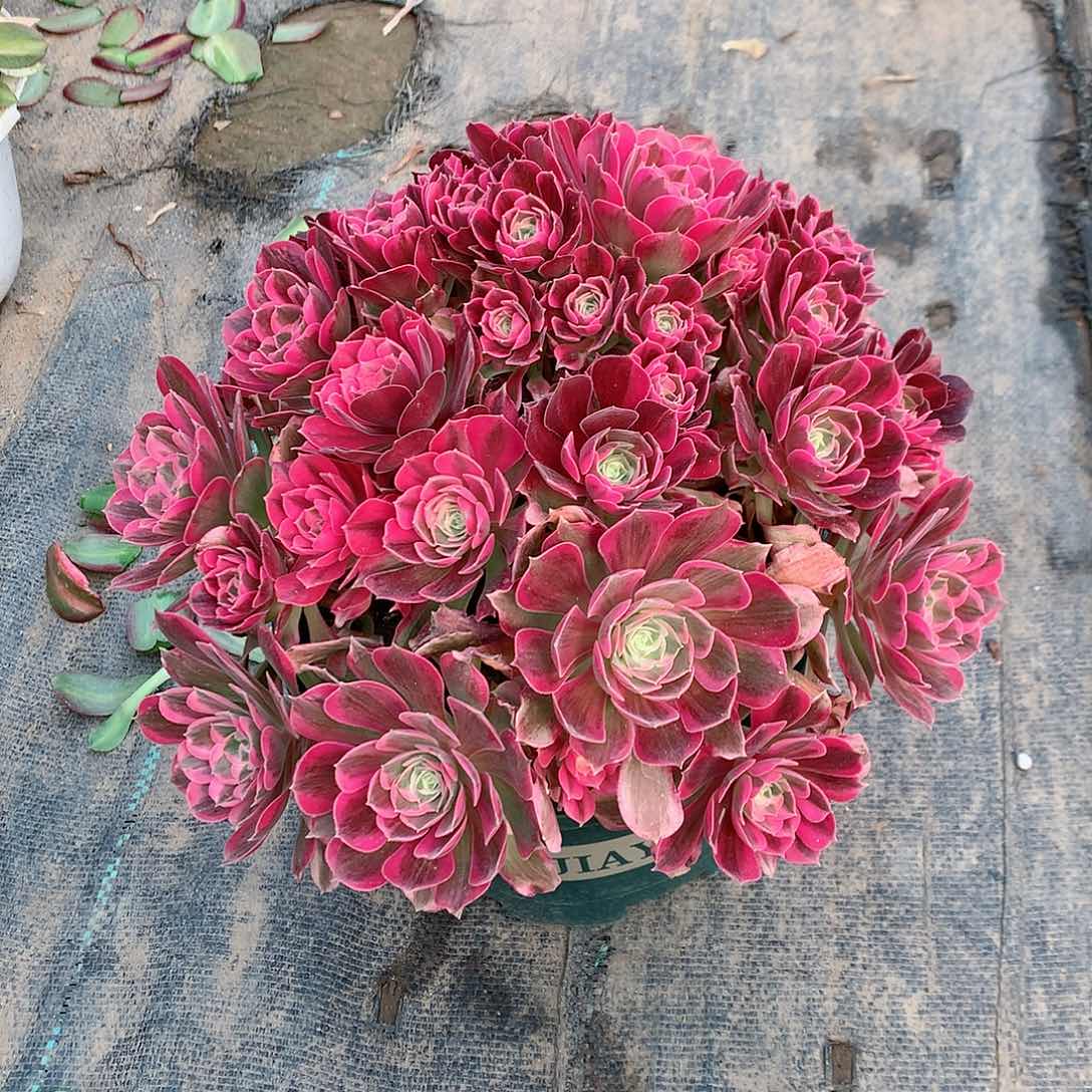 【闪购商品】夏*?男神，多肉