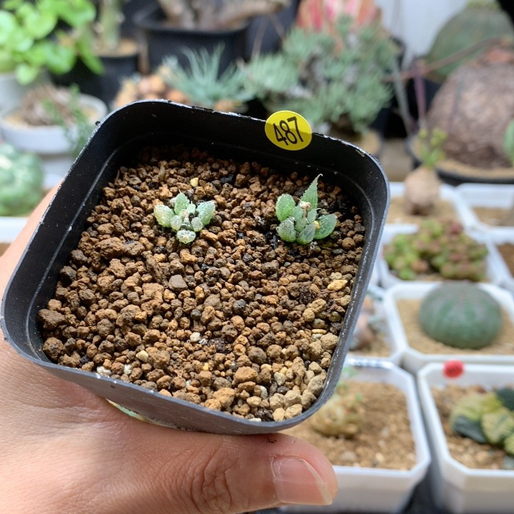 洛丽塔鳞芹属2颗带盆