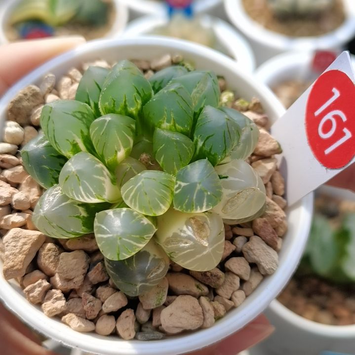 161号OM玉露锦一物一拍带盆土发货