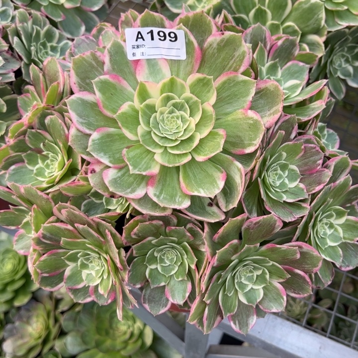 199水蜜桃23厘米左右