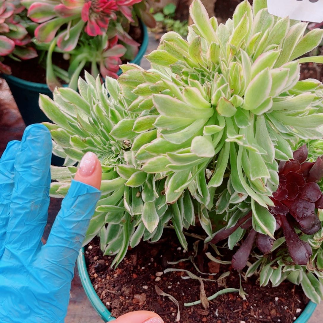 233碧浪缀化多肉植物