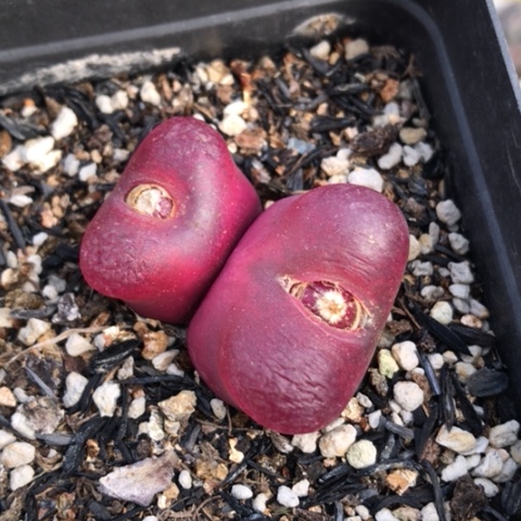 多肉肉锥 双头红宝石