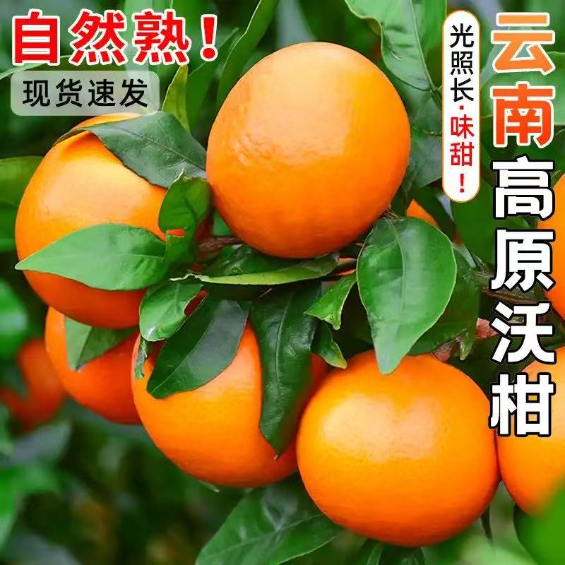 d【正宗云南高山沃柑】新鲜柑橘香甜肉嫩多汁果园新鲜当季水果