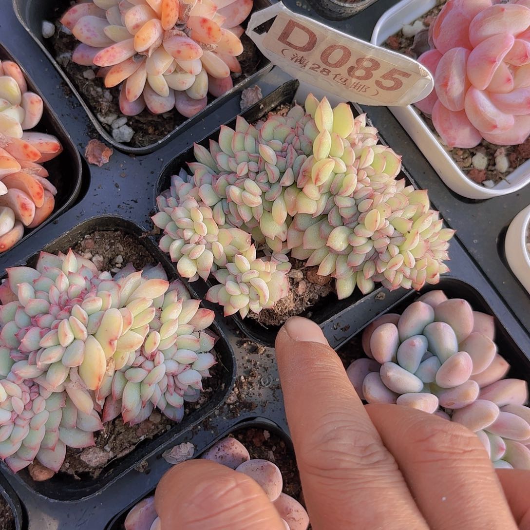 D085勇敢追一物一拍