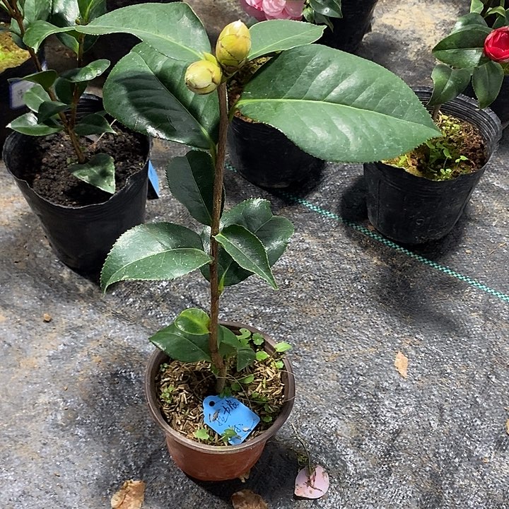 拉力皮特茶花茶花