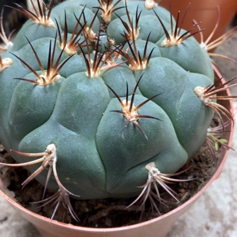 新天地12米仙人球