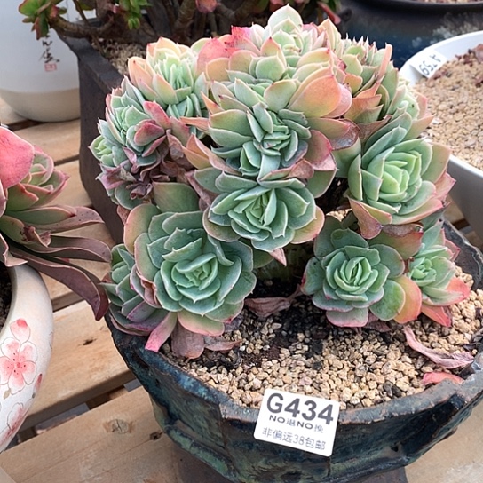 银翼缀化434 全场默认微瑕7-8天发货