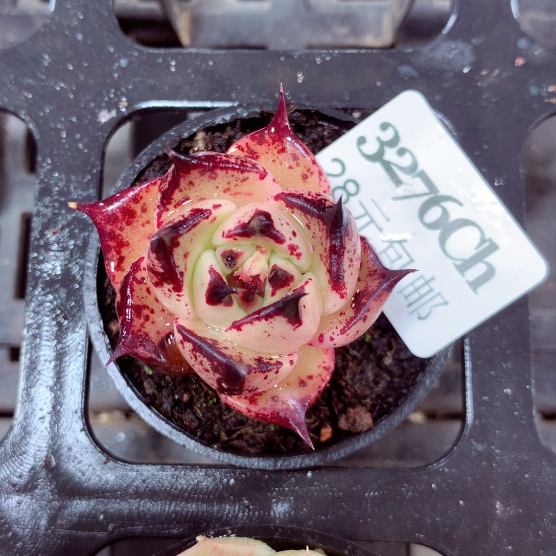 5厘米盆精控多肉3276