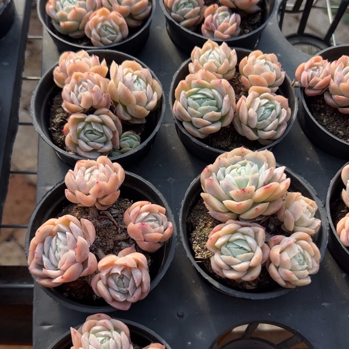 西娜群 随单发货