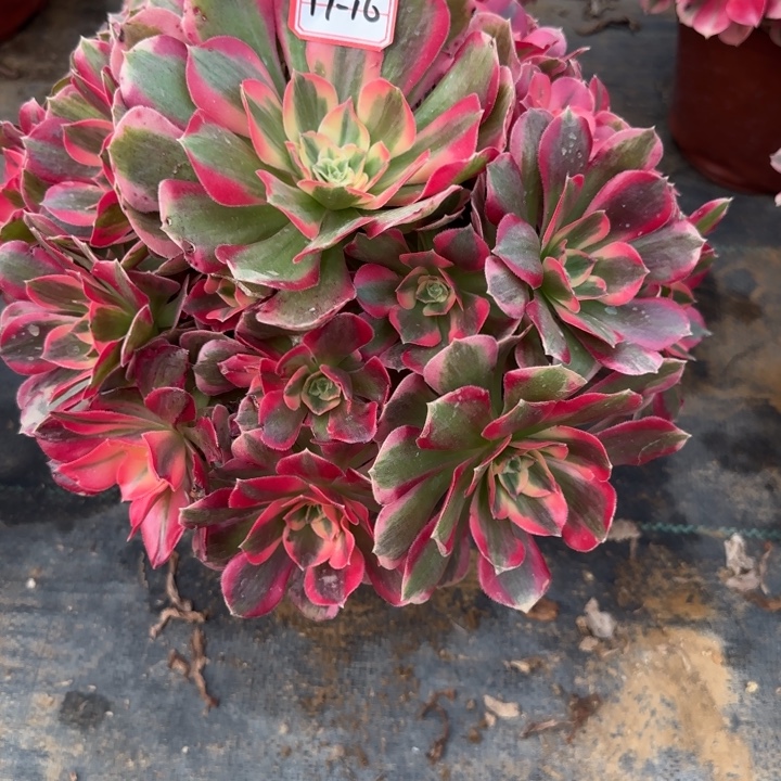 17-16女郎多肉不包售后