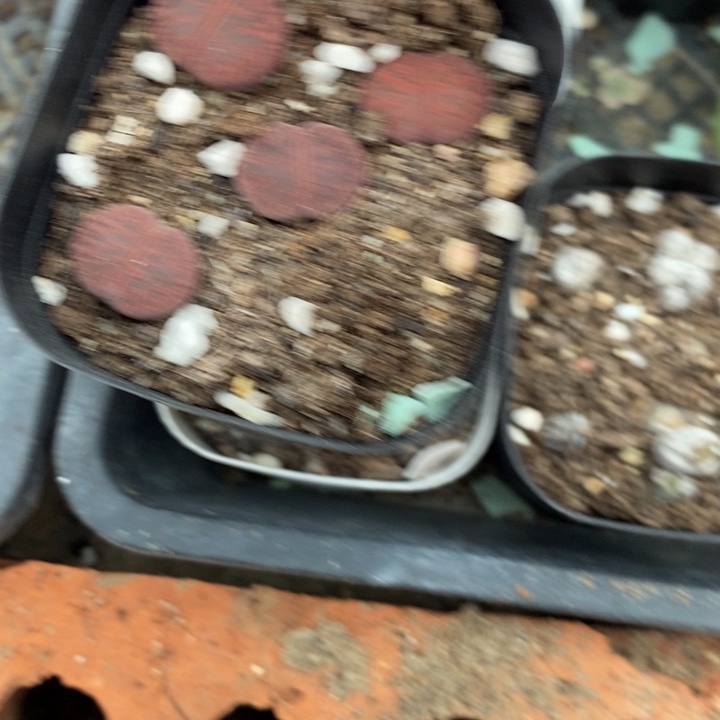 ****妈生石花等植物的803