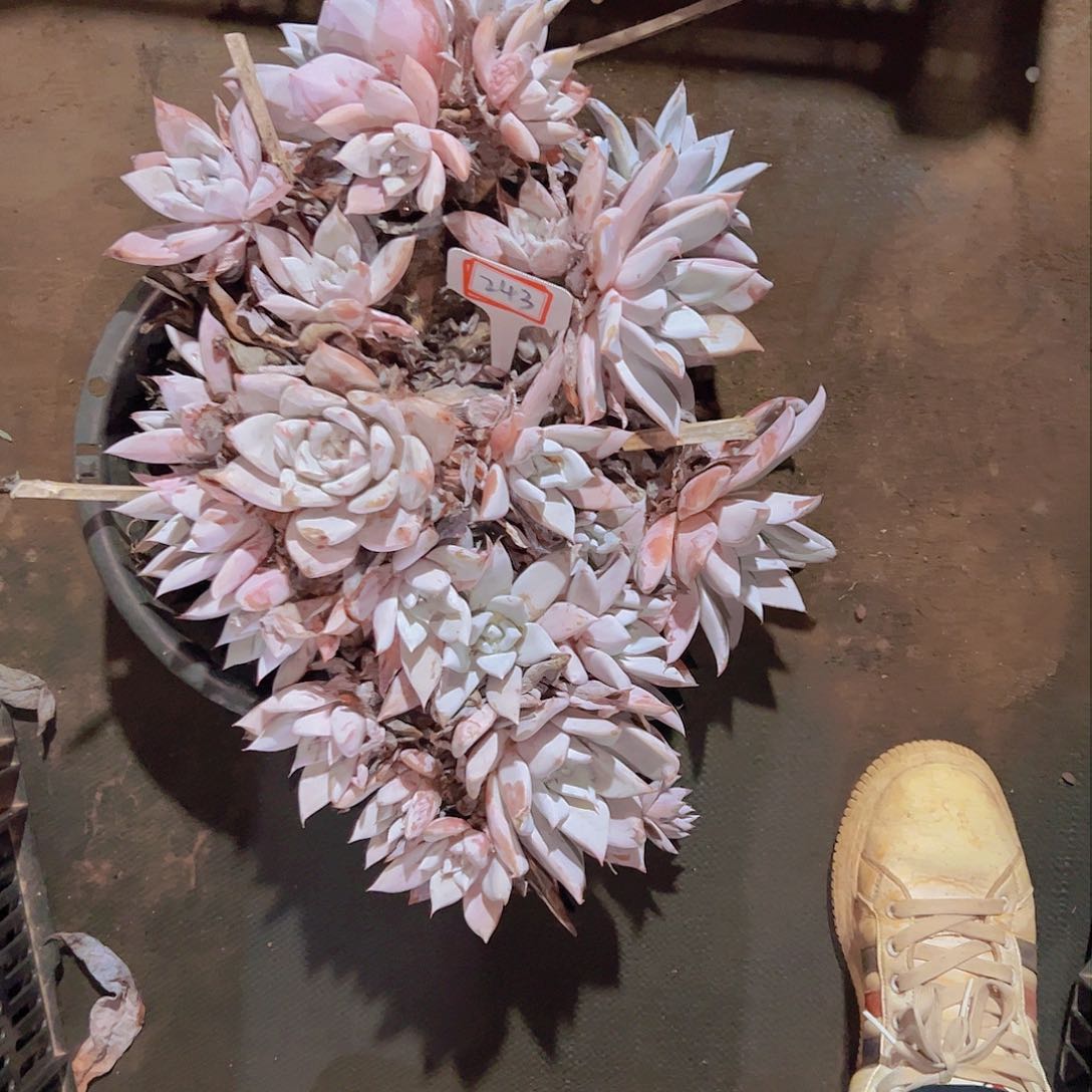 星*谷243大卡138。。。。