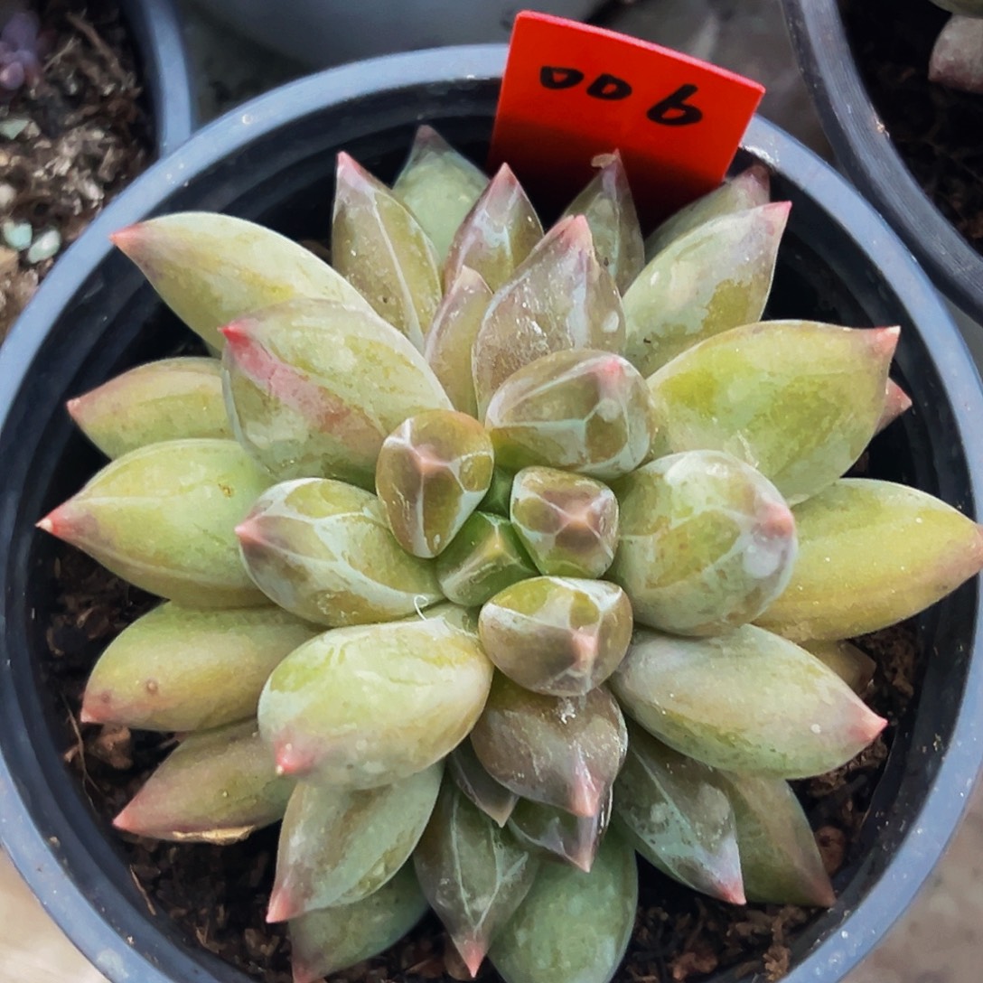 桔云多肉美人精品系列