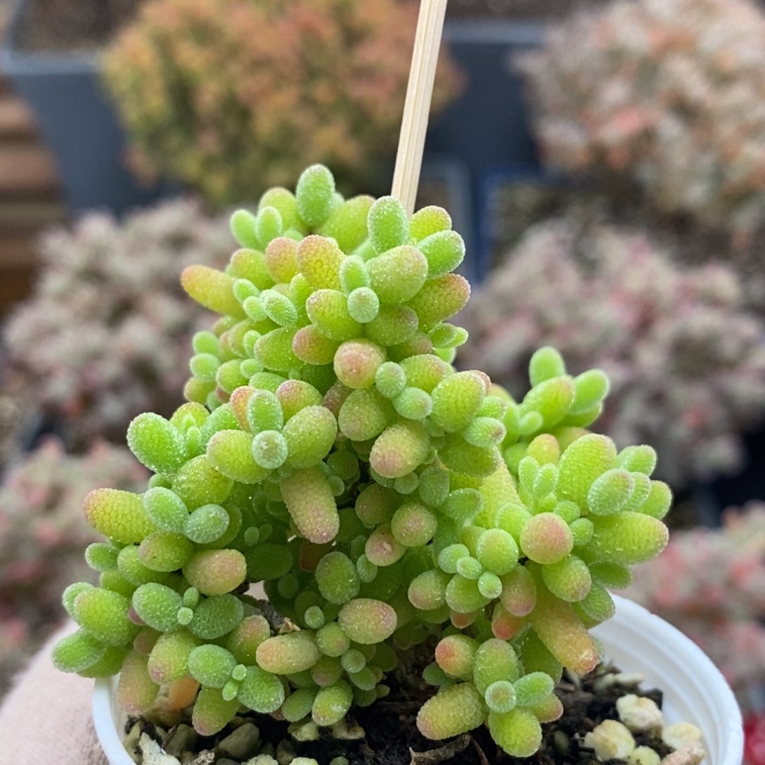 蜜橘糖球4497年后发货