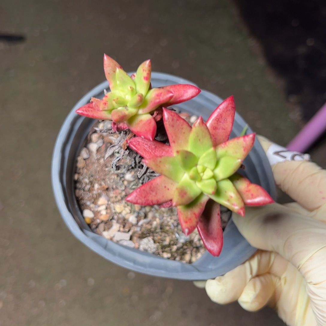 163绿体青钢哈哈哈哈哈哈哈
