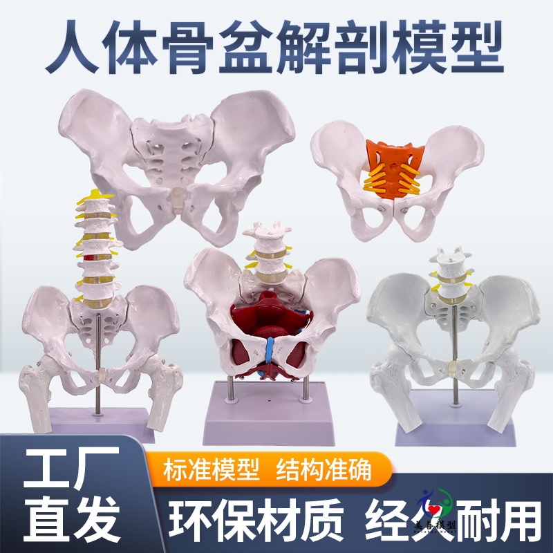 可活动 女性骨盆肌肉模型及盆底肌模型子宫盆骨分娩助产教学模型