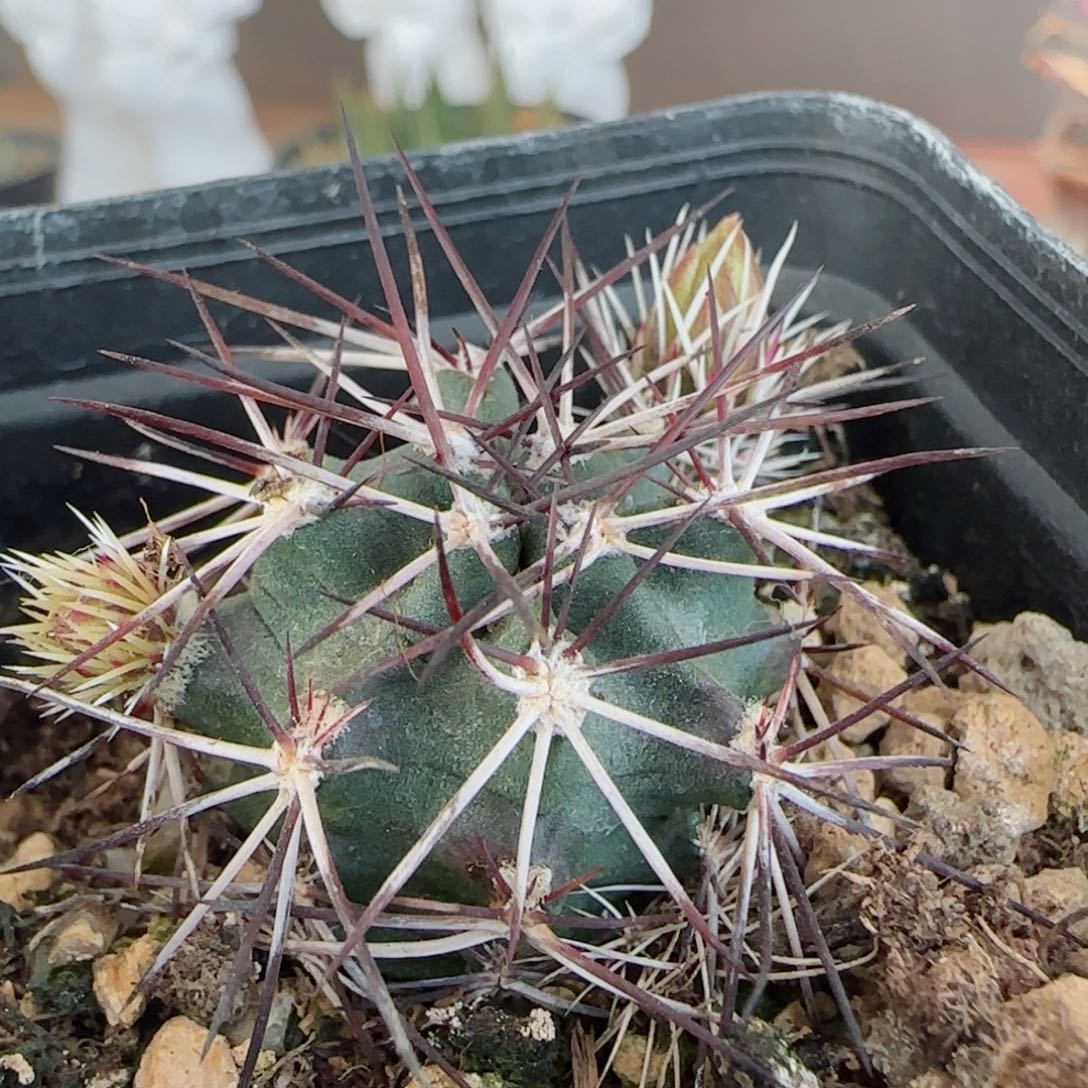 120实生达氏青花虾多肉