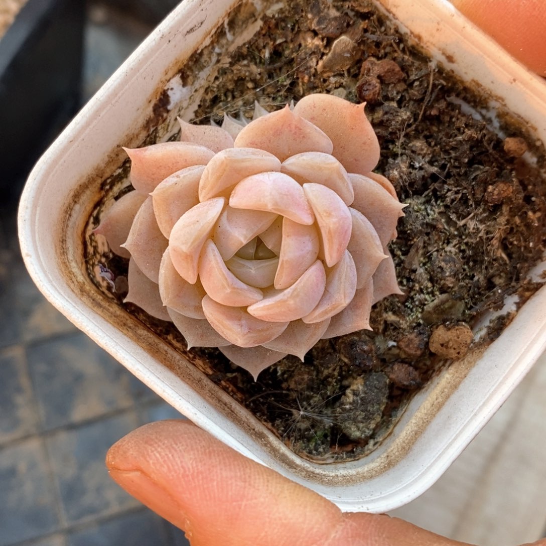 精品多肉一物一拆不包整103