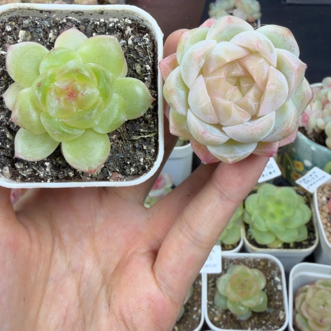 东篱下多肉植物哈哈哈哈48