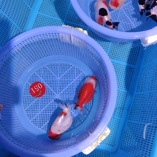 凡****金鱼051兰寿两只特价顺丰包邮