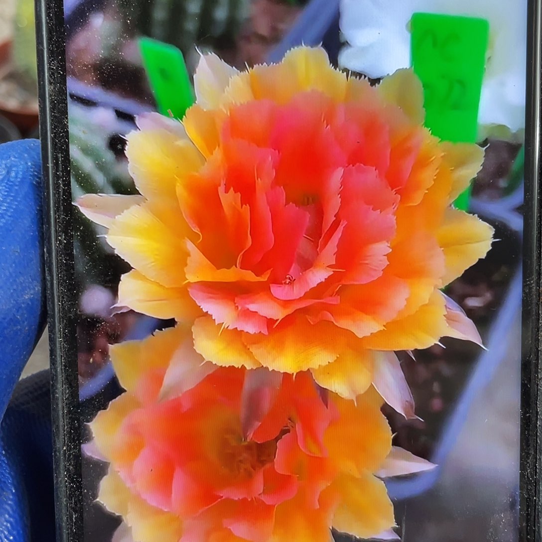 &***&Cc272自根球一颗