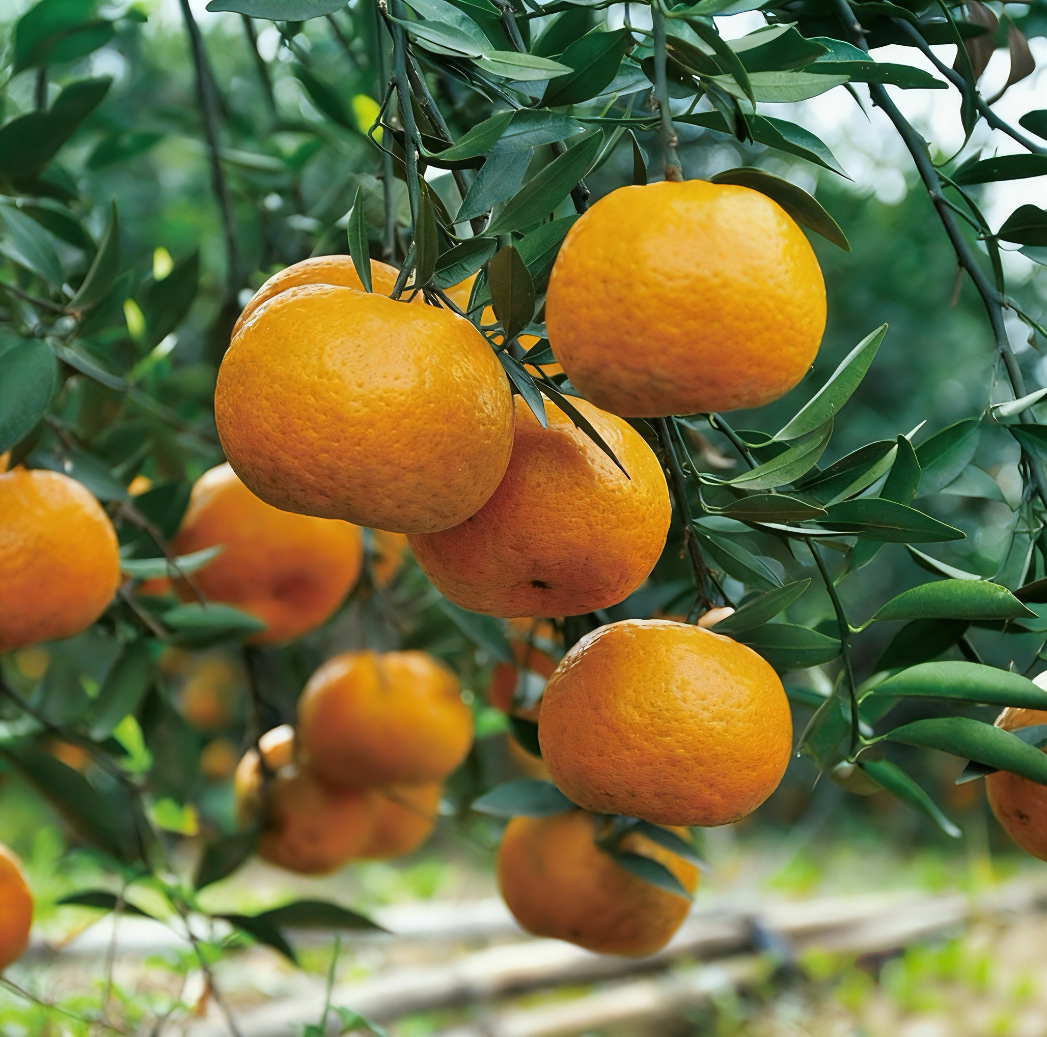 （5斤中果新会梅江圈枝茶枝柑）大红鲜果现摘现发晒陈皮专用