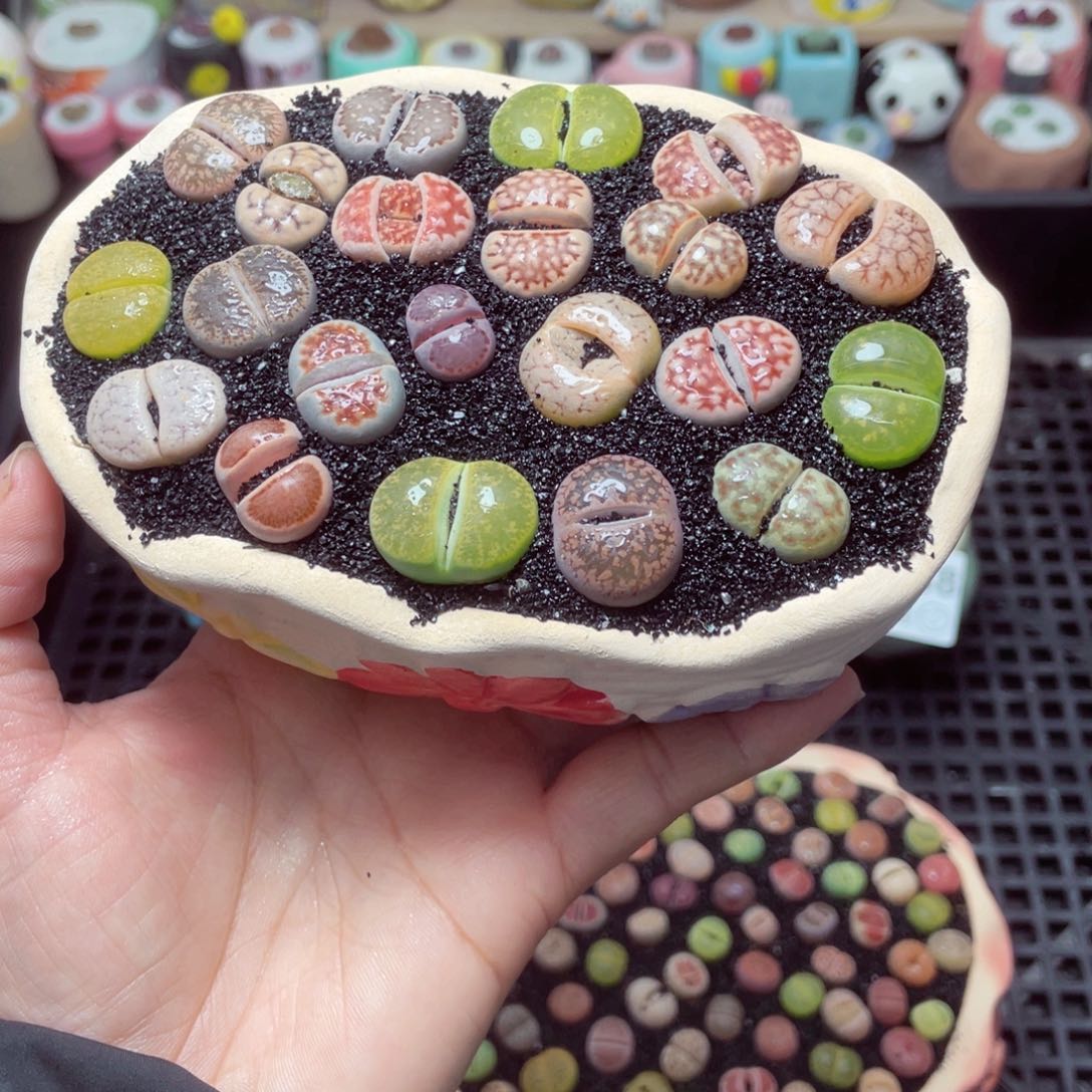 w6340 带盆土发货-零下地区拍保温箱