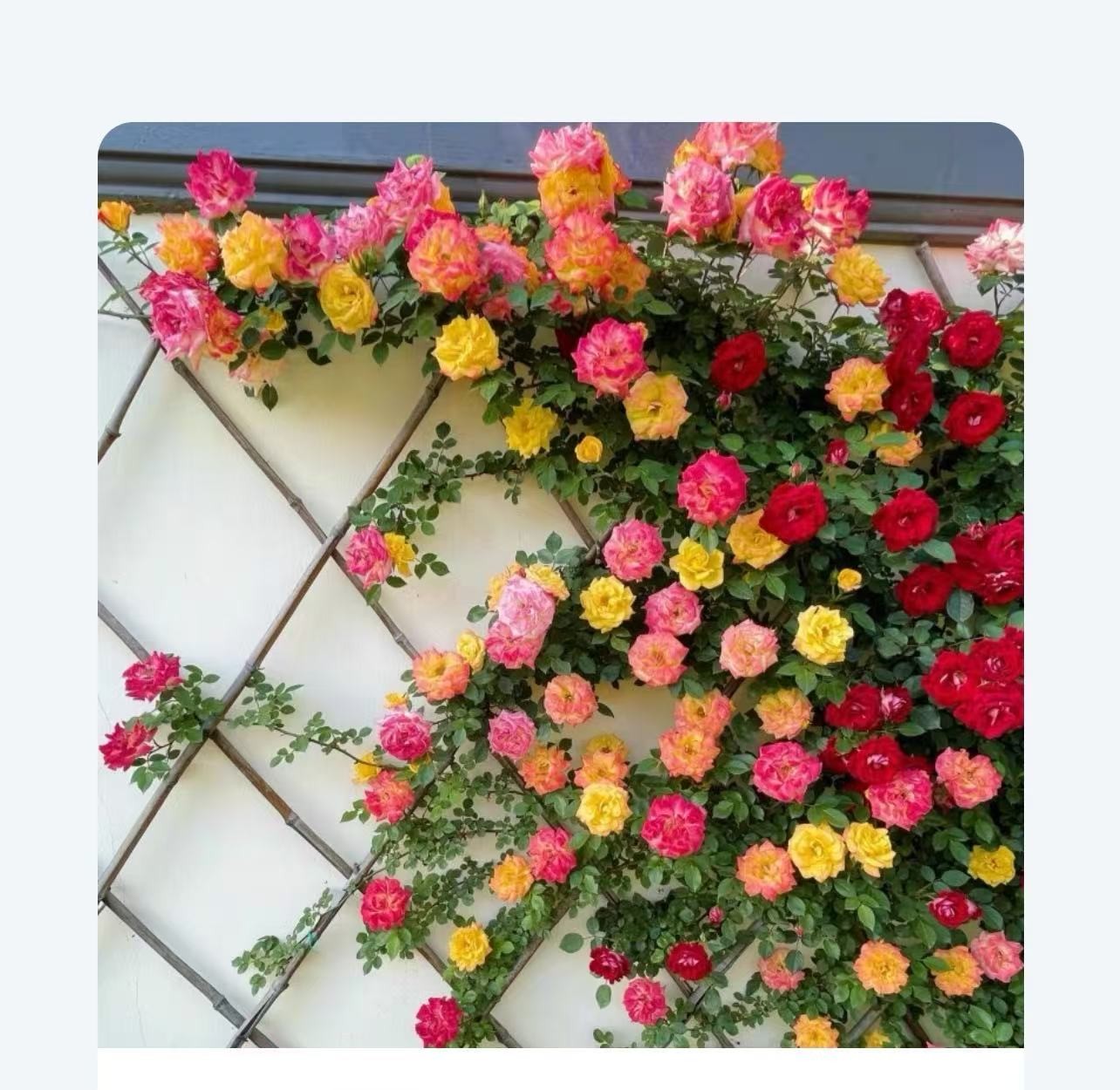 A【80-1.2米】藤彩虹变色龙爬墙爬藤欧月地栽月季扦插苗庭院别墅 阳