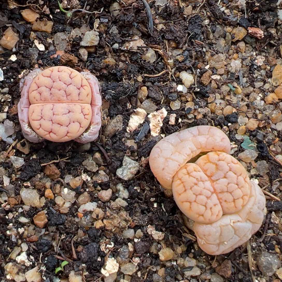 2.2好看的多肉147