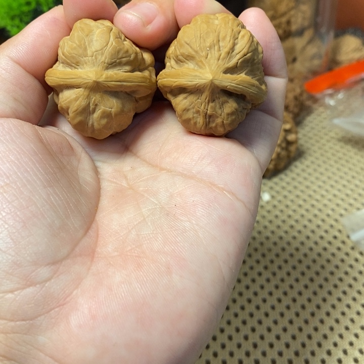 核桃手串/手链古蟾34微修
