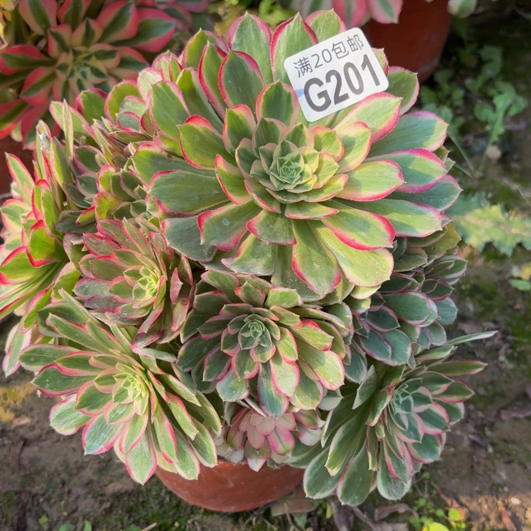 201多肉植物捧花的@