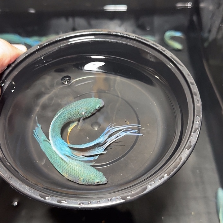 斗鱼直播间对图无纹蓝56