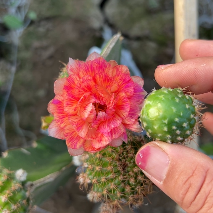 9丽花美花3歪无根侧芽2一3公分左右