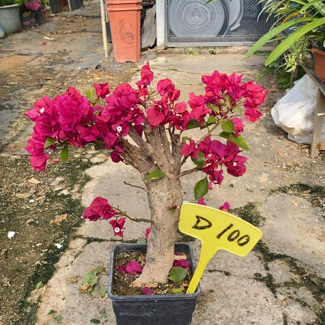 J***Z无花朵三角梅菲菲娜D100