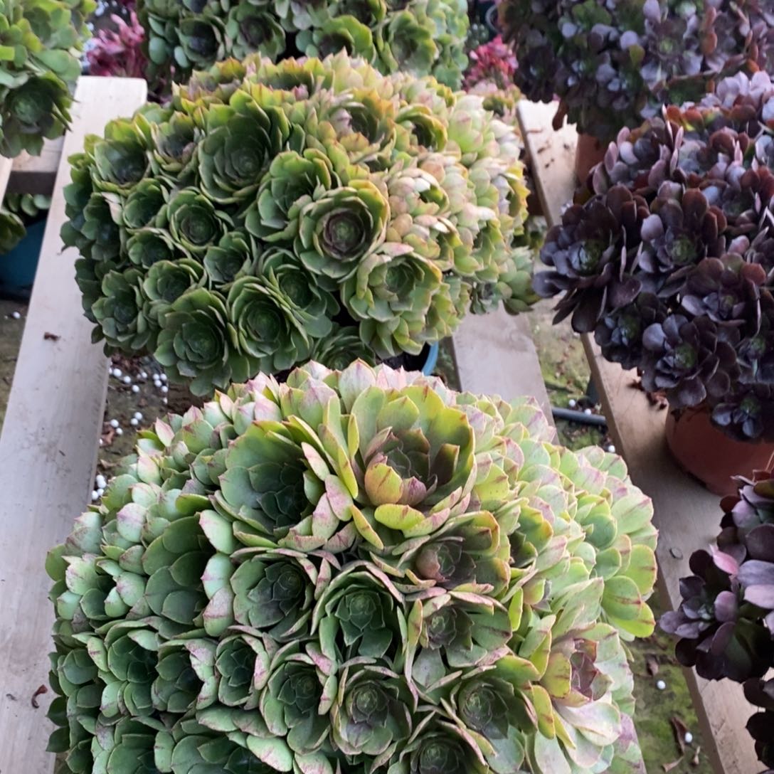 不开花植物万圣节多肉1颗多肉