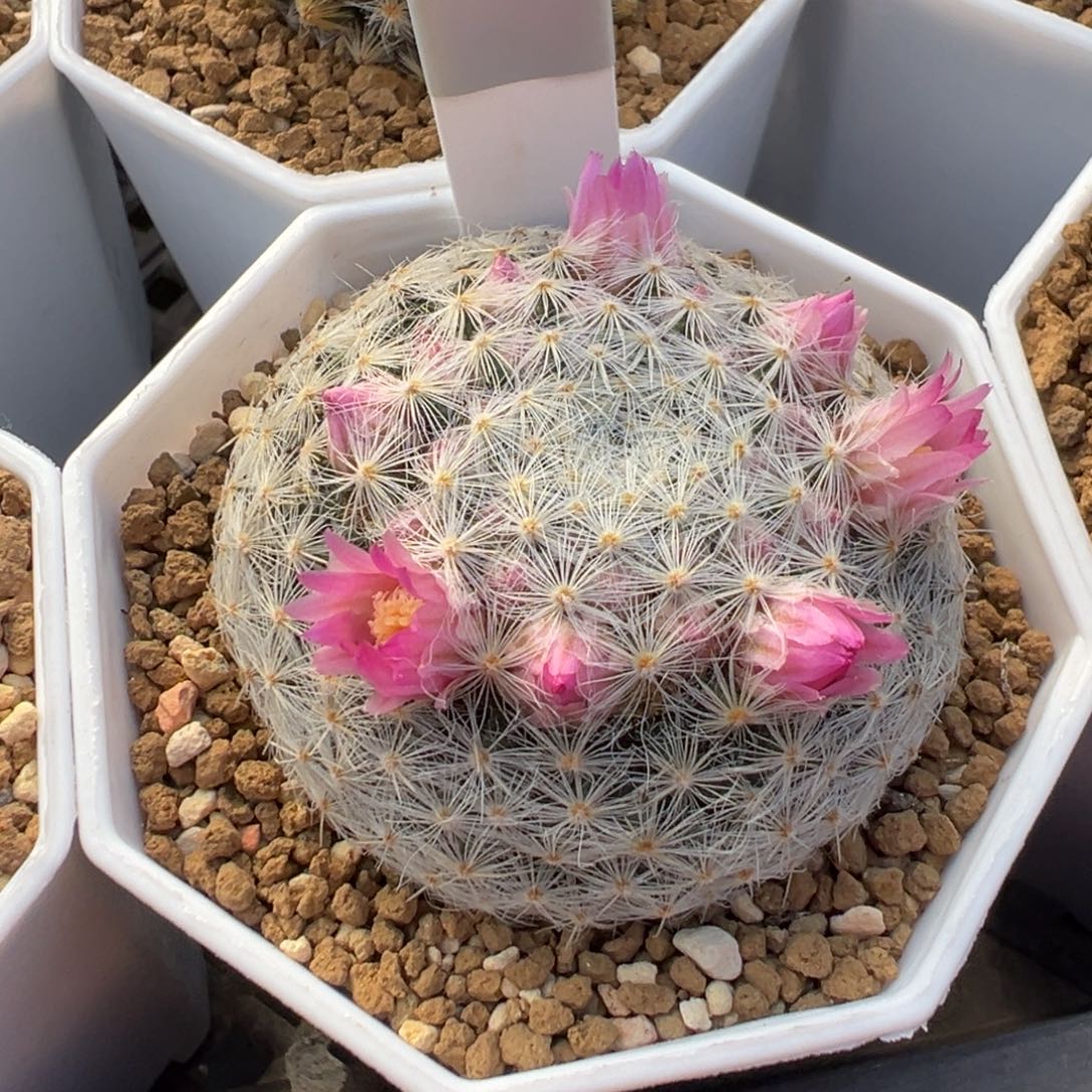 247实生根梦美花明星多肉植物带盆土