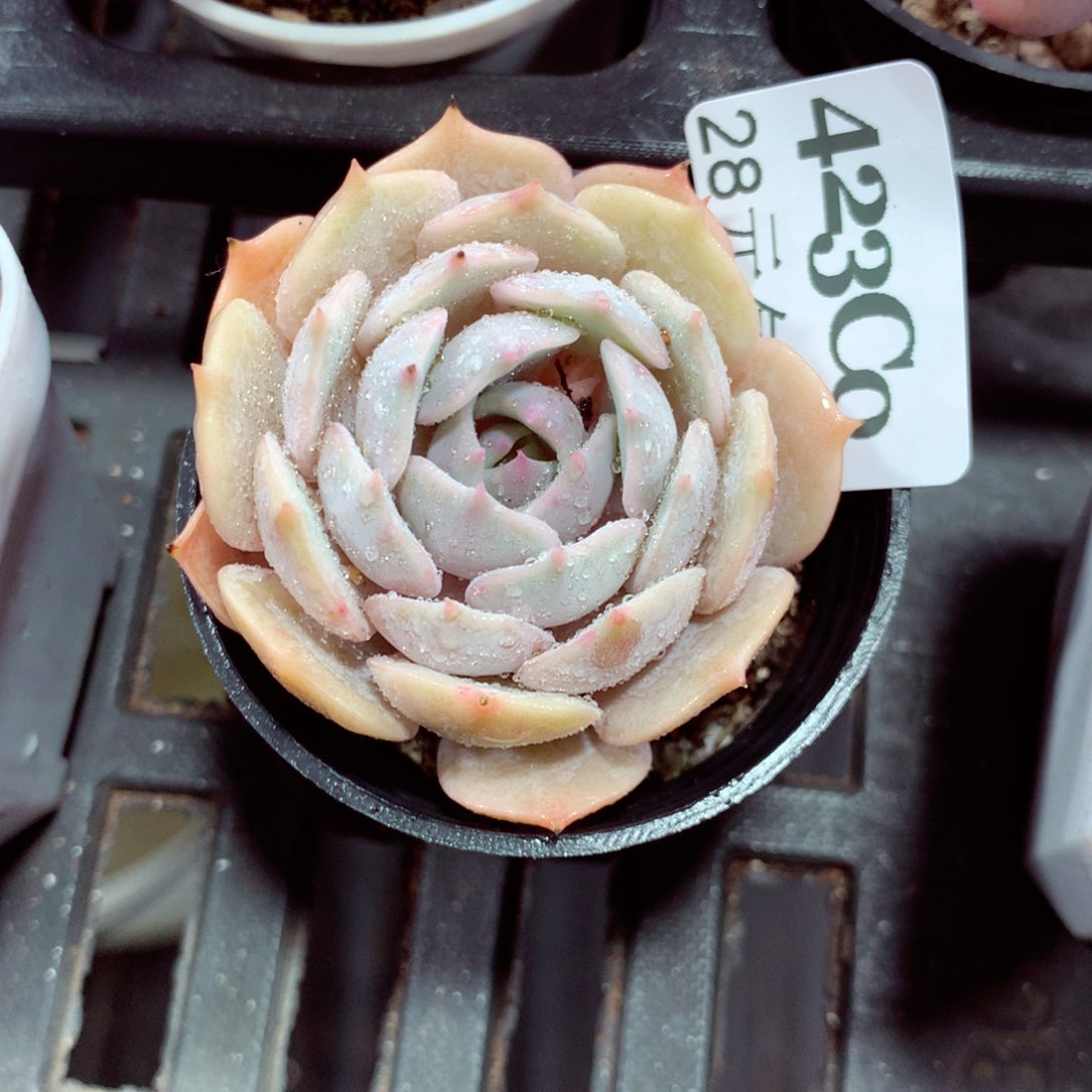 5厘米盆精控多肉423