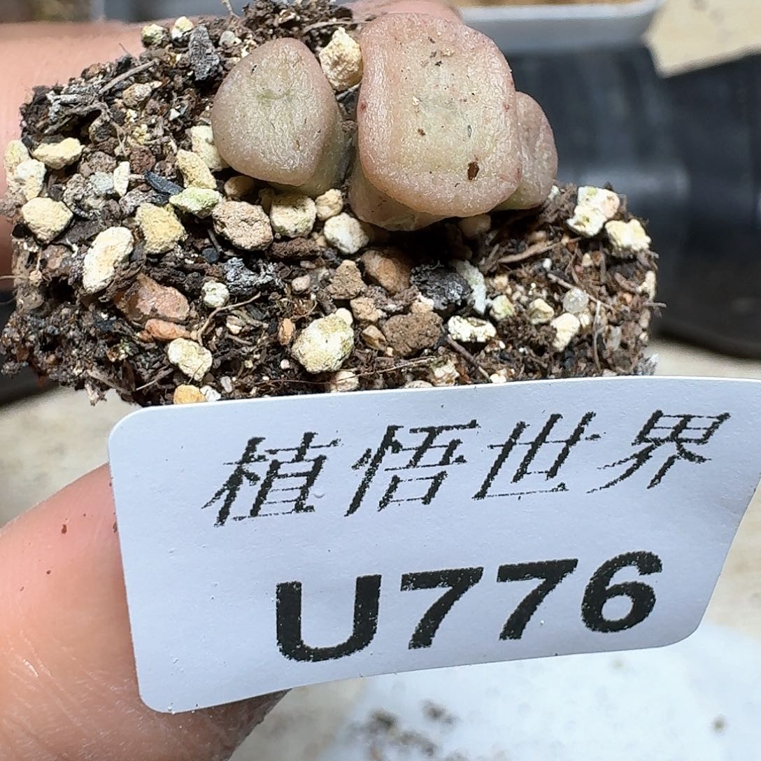 776盒多肉植物哇c c