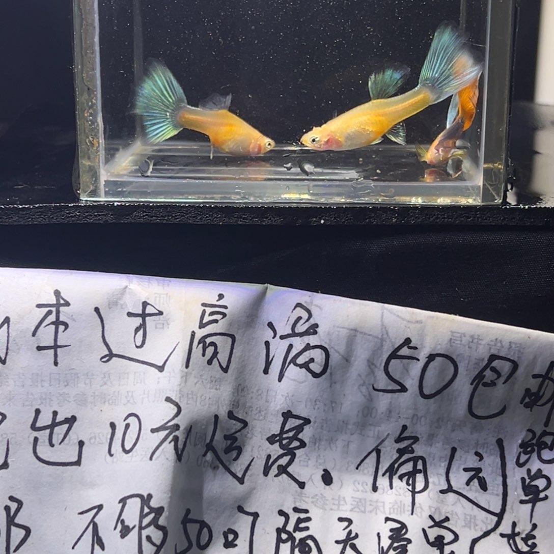 孔雀鱼红礼服孔雀鱼32