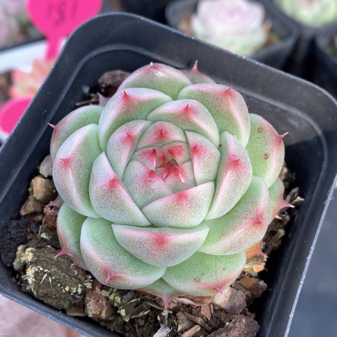 精品多肉一物一的拍170