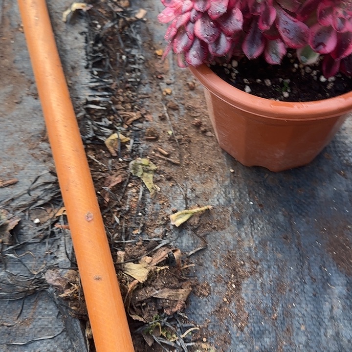 精品多肉植物1303