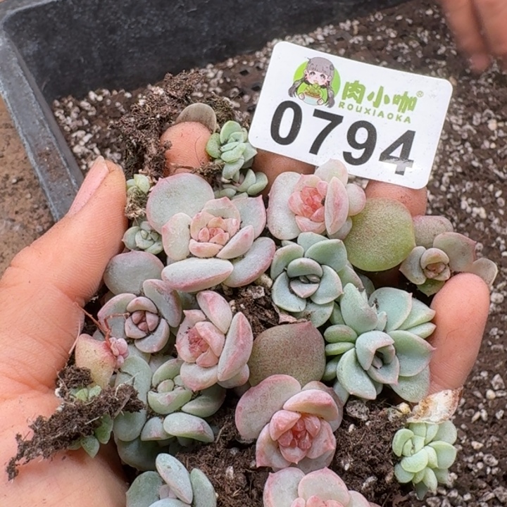 多肉植物多肉植物